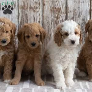 Elinda, Mini Goldendoodle Puppy